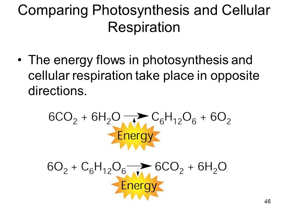 Compare and contrast respiration and photosynthesis